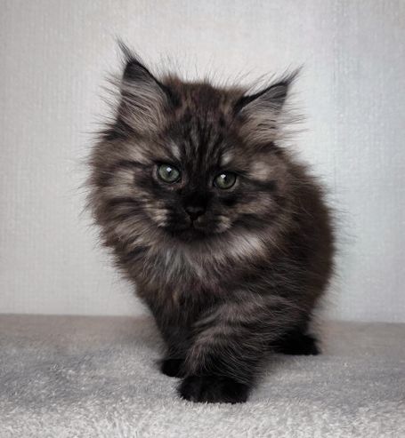 Halblanghaar Katze außergewöhnlich schöne und besondere Kitten mit Silber/Smoke für Menschen die eine extravagante Rassekatze möchten