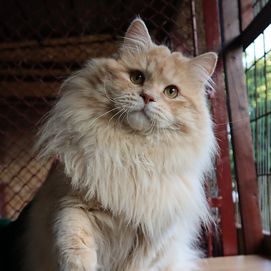 Luke White Witch ein sibirischer Kater in Black Silver Tabby mit hohem Weißanteil. Nachkommen von Benjamin Khaleesi Delia.