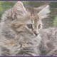 Ohlenbergerliste. Ein Verzeichnis von Katzenzüchtern der Sibirischen Katze ohne Fremdeinkreuzung. 
