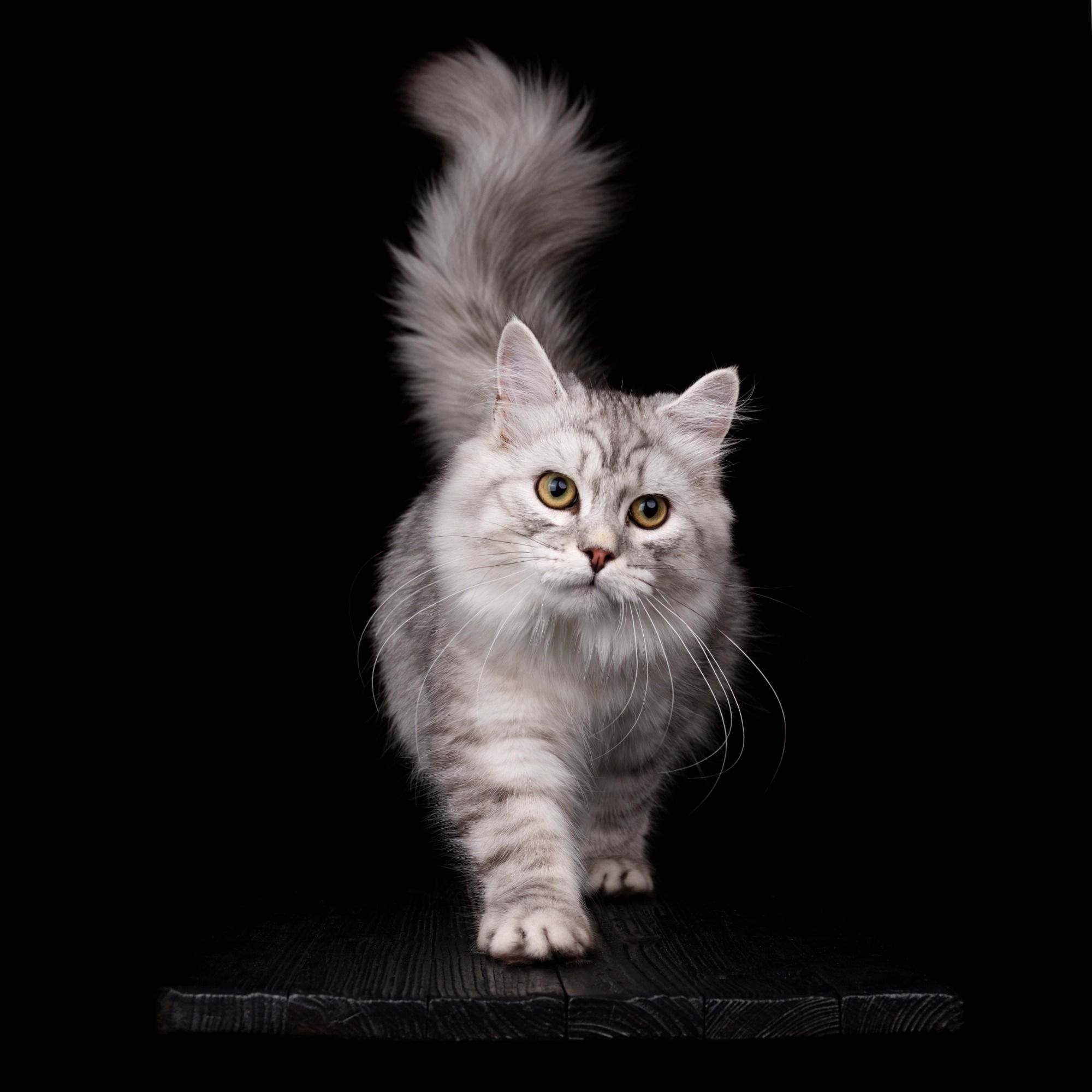 Belial Sibirischer imposanter Jungkater in Black Silver Tabby auf dem Laufsteck mit schwarzem Hintergrund