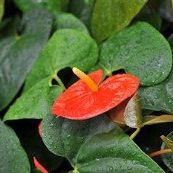 Flamingoblume giftig für Tiere