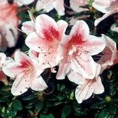 Rhododendron hochgradig giftig für Menschen und Tier nicht zum Verzehr geeignet.