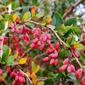 Berberis gifig