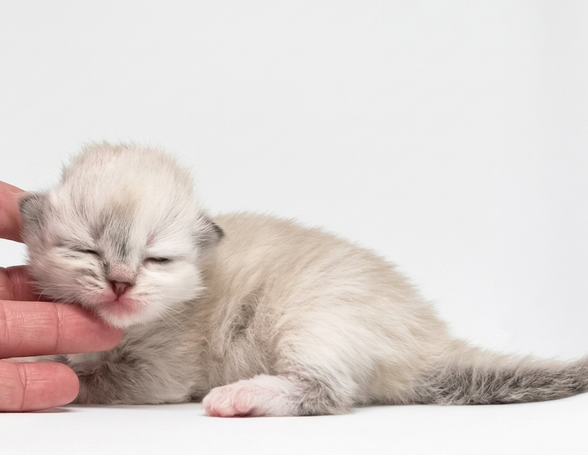 Buntes dreifarbige Kätzin. Atemberaubend schöne Kitten und Katzen in der tollsten Katzenzucht.
