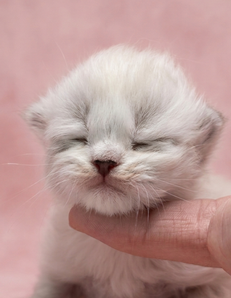 Pluschiges kitten als Freundin für Kinder und Allergiker 