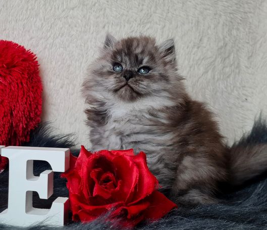 Black Smoke Kater aus liebevoller Hobbyzucht aus Herten Sibirische Katze 