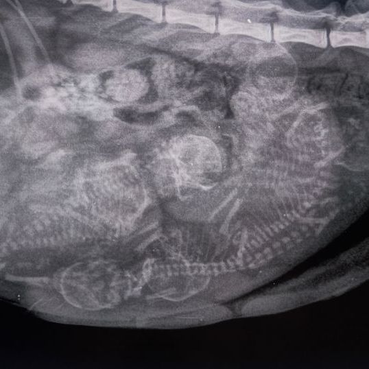 Röntgenbild einer trächtigen Katze. Bald wird die Hobbyzucht Magical Lights Sibirische Katzen und Neva Kitten zu verkaufen haben