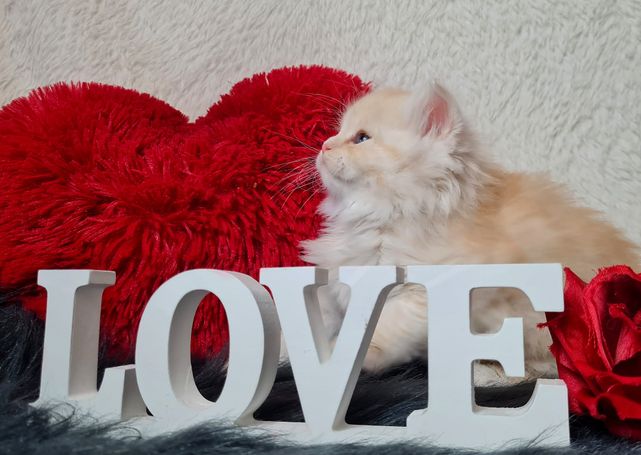 Seltene Sibirische Katze in Red Smoke White. Cattery Allergikerfreundliche Rasse 