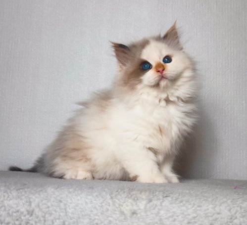 Rare color from neva Masquarade siberian Point Breed. Friendly and healthy Kitten with Personaly shipping Worldwide. Strong puffy available 