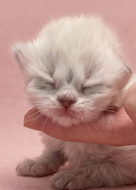 Süßes Katzenbaby familiengeeignet aus Hobbyzucht 
