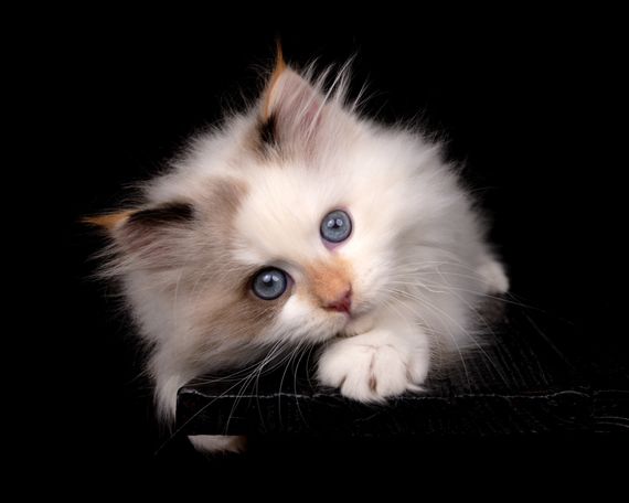 Rare color from neva Masquarade siberian Point Breed. Friendly and healthy Kitten with Personaly shipping Worldwide. Strong puffy available 