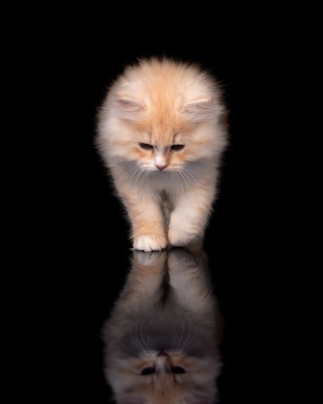 Seltene sibirische Katze in Red Smoke White wird in der WCF Katzenzucht Magical Lights Zuchtkatze. Bester Charakter einer Natur Katzenrasse 