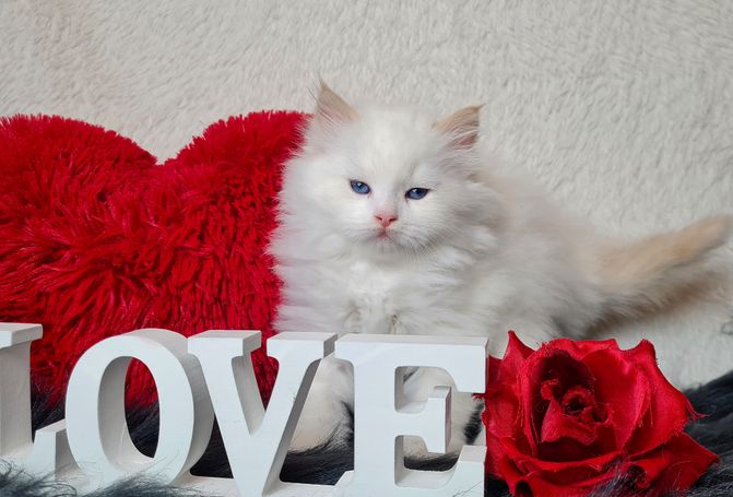 Neva Masquarade in Red Smoke Point White. Familienfreundliche Katzen aus Hobbyzucht Magical Lights 