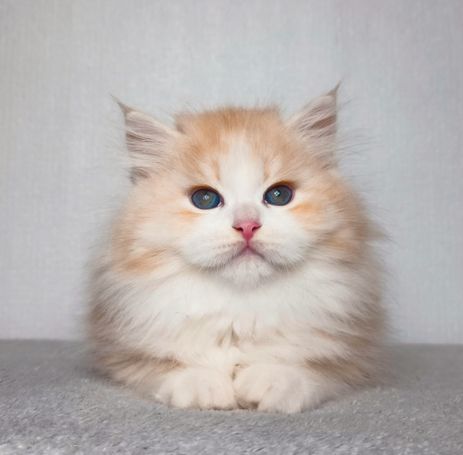 siberian Cat Breed with beautiful fluffy  available Kittens from wcf breeder for Family many silver and a Special look