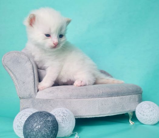 Niedliches kitten Red Smoke Point White neva Masquarade 