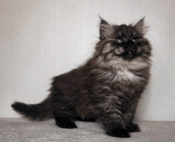 Halblanghaar Katze außergewöhnlich schöne und besondere Kitten mit Silber/Smoke für Menschen die eine extravagante Rassekatze möchten