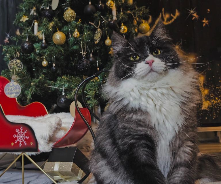 Profilbild von einer Sibirischen Katze namens Highlight of Siblione Belial. Er hat die Farbe Black Silver Mackerel