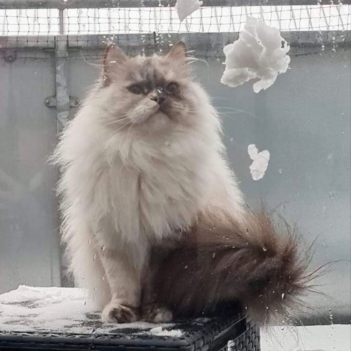 Neva Masquarade im Schnee auf dem Balkon. Genießt die kälte durch ihr dickes plüschiges Winterfell mit viel Unterwolle