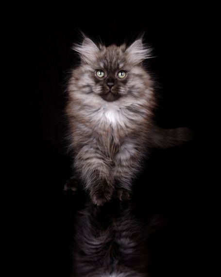 Halblanghaar Katze außergewöhnlich schöne und besondere Kitten mit Silber/Smoke für Menschen die eine extravagante Rassekatze möchten