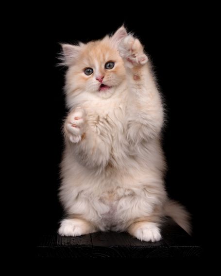 Seltene sibirische Katze in Red Smoke White wird in der WCF Katzenzucht Magical Lights Zuchtkatze. Bester Charakter einer Natur Katzenrasse 