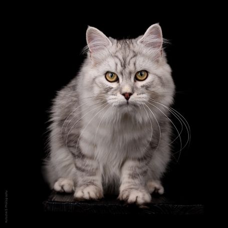 Erstes Katzenfotoshooting von meinem Black Silver Tabby Kater der Rasse Sibirische Katze bei uns Zuhause durch Kutschersphotography