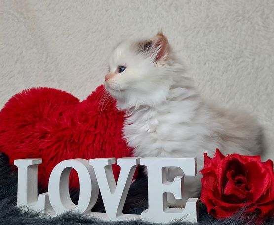 Seal Tortie Smoke Point White Neva Masquarade Allergie geeignet 