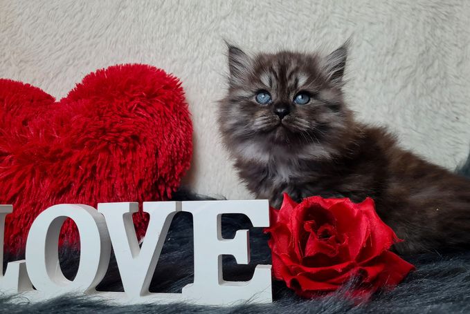 Black Smoke Kater aus sozialer Katzenzucht aus Herten Westerholt 