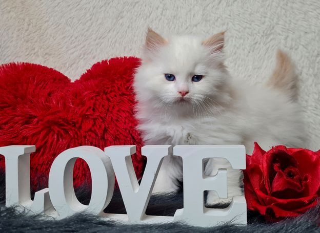 Neva Masquarade in Red Smoke Point White. Familienfreundliche Katzen aus Hobbyzucht Magical Lights 