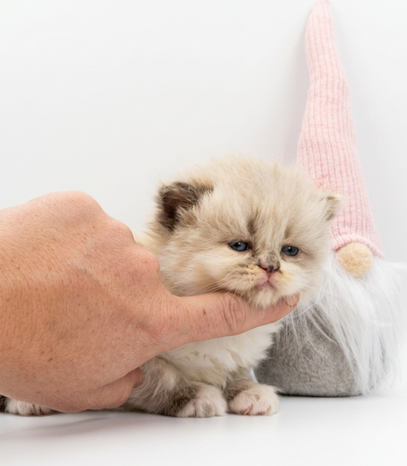 Hingucker Kitten. Einzigartiges außergewöhnliches Plüschkätzchen. 3 Farbig und atemberaubend schön