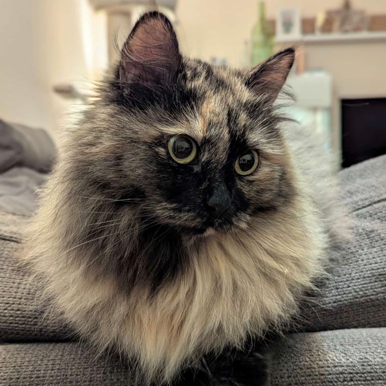 Süße niedliche Sibirische Katze in Black Tortie namens Lalya Phantom Cats. Hat den Titel Champion