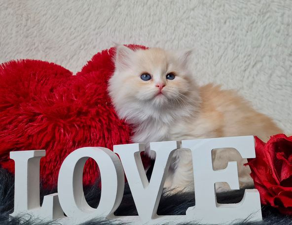 Seltene Sibirische Katze in Red Smoke White. Cattery Allergikerfreundliche Rasse 