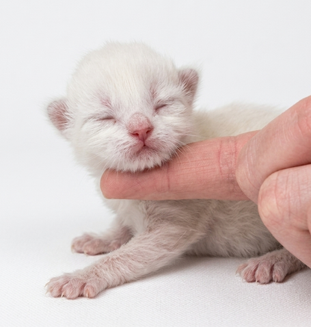 Seal Smoke Point Neva Masquarade aus vielversprechender Verpaarung