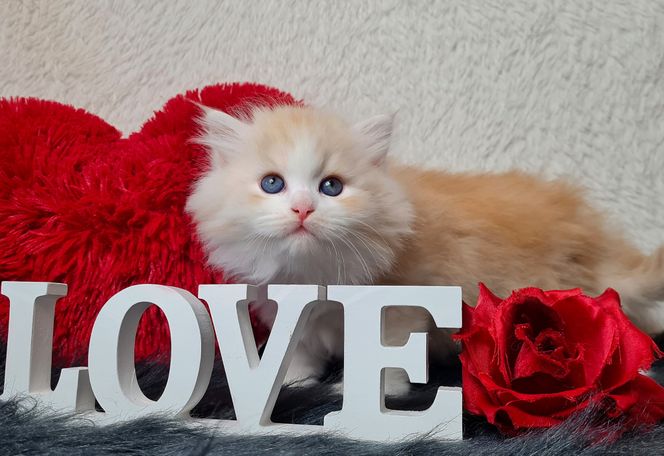 Bildschöner Red Smoke White Sibirischer Kater aus NrW Ruhrgebiet 