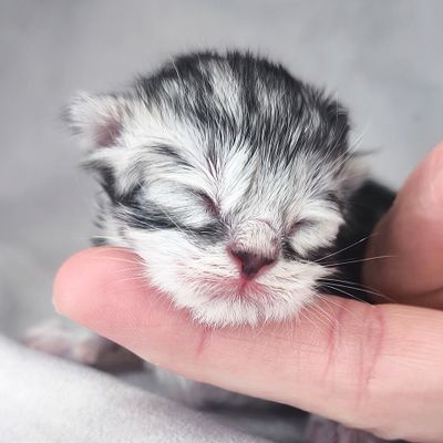 Katzenbabys, Sibirische Katze und Neva Masquaradekitten zu verkaufen. Familienfreundlich, Kinderlieb, Sozial, Allergikergeeignet