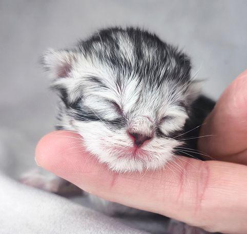 Sibirischer Kater mit Zuchtpotential in Farbe Wiskas Black Silver Classic Tabby White