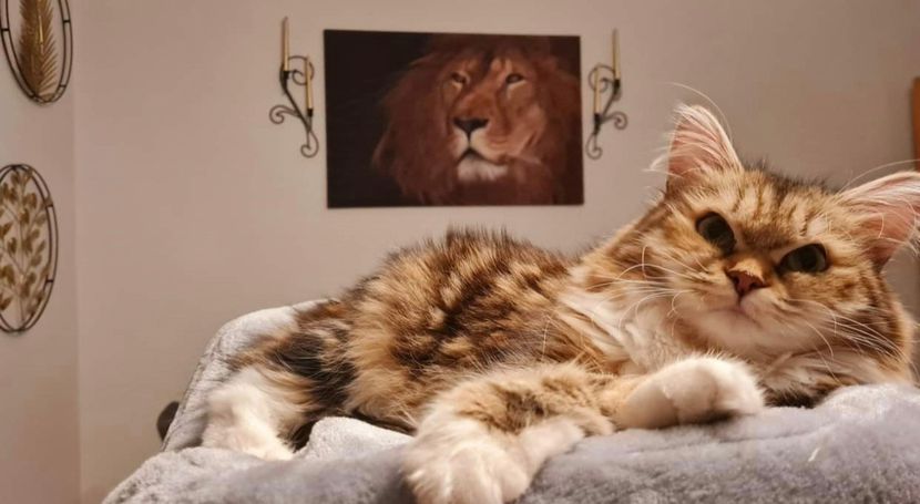 Niedliche Katze im Kratzbaum im Wohnzimmer. Alles in gold braunen Farbtönen.