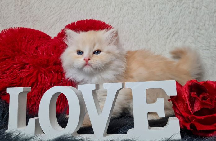 Seltene Sibirische Katze in Red Smoke White. Cattery Allergikerfreundliche Rasse 