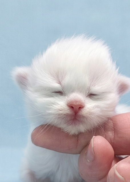 Schöner neva Masquarade in Red silver tabby Point White 