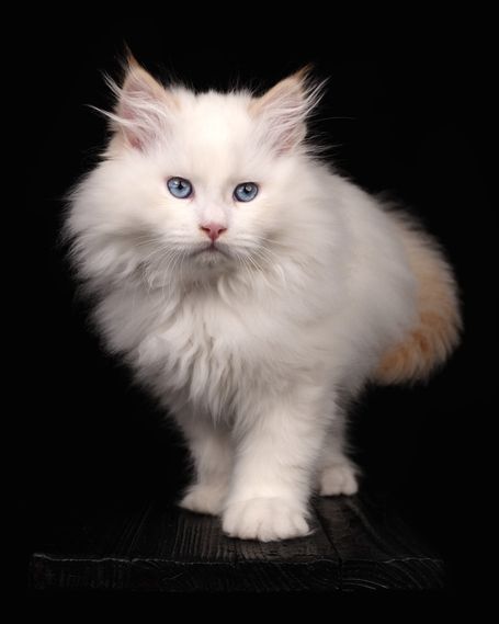 Flauschiger Teddybär ein neva Masquarade in Red Smoke Point White perfekt für Familien, Allergiker und Paare. Gesunde freie Kitten abzugeben