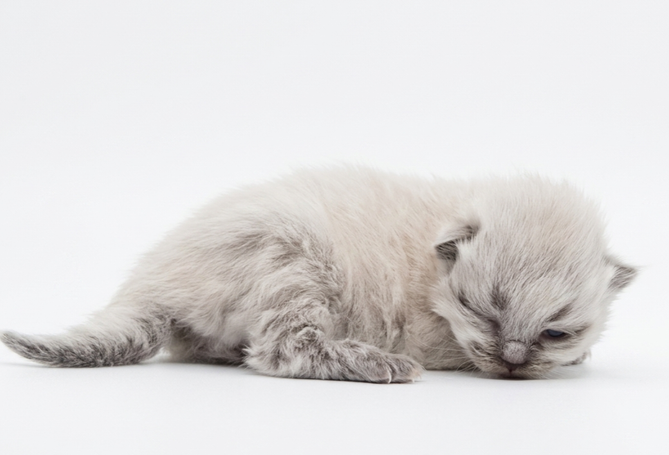 vielversprechender kater aus exzellenter Verpaarung. Show&Breed. Auffallend schöne Katzen  