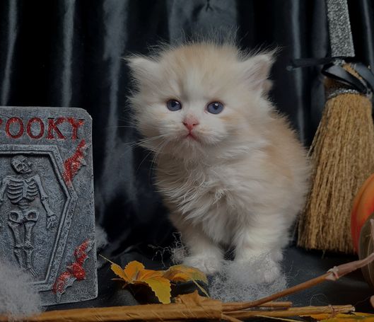 Sibirischer Kater in der Farbe Red Smoke White. Flauschige Katze für Familien.