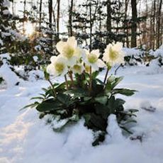 Christrose kann zum Tod und Atemlähmung führen
