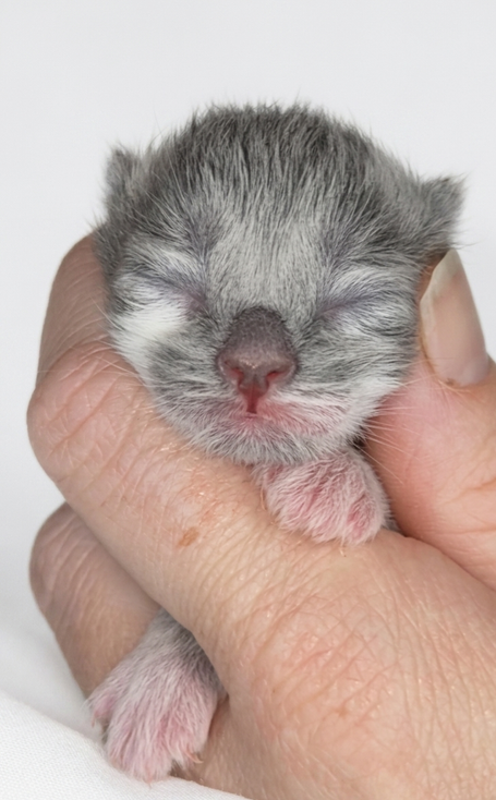 Black Smoke White bildschöner Kater mit Zuchtoption