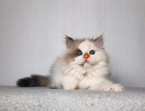 Rare color from neva Masquarade siberian Point Breed. Friendly and healthy Kitten with Personaly shipping Worldwide. Strong puffy available 