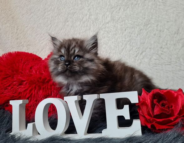 Black Smoke Kater aus sozialer Katzenzucht aus Herten Westerholt 