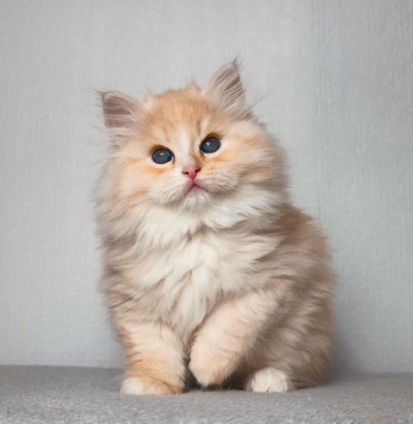 Seltene sibirische Katze in Red Smoke White wird in der WCF Katzenzucht Magical Lights Zuchtkatze. Bester Charakter einer Natur Katzenrasse 