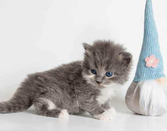 Blue Smoke White Kater als EMS Code as 09 