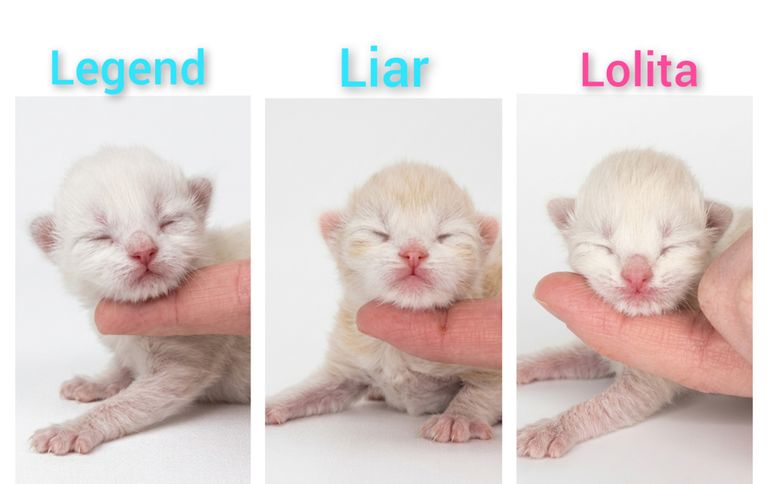 Verfügbare freie Kitten der Rasse Sibirische Katze und Neva Masquarade. Allergikerfreundlich aus Herten von Zucht