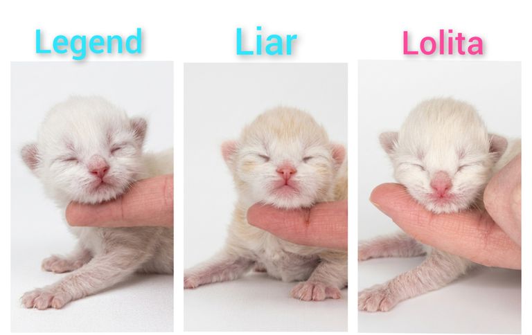 Verfügbare freie Kitten der Rasse Sibirische Katze und Neva Masquarade. Allergikerfreundlich aus Herten von Zucht