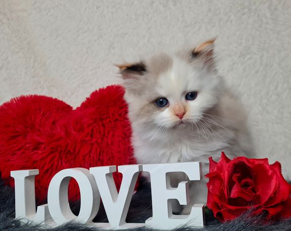 Seal Tortie Smoke Point White Neva Masquarade Allergie geeignet 